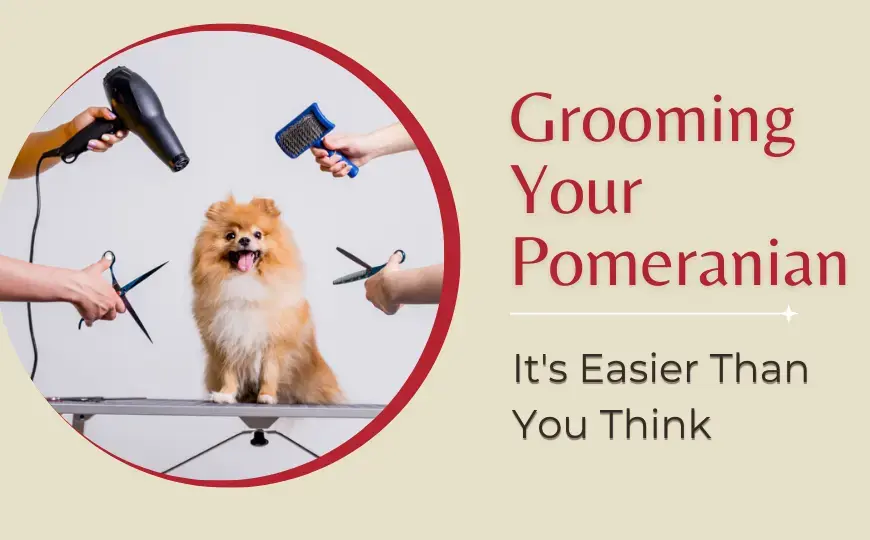 Grooming a Pomeranian Dog  in 8 Easy Steps at Home or the Salon